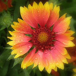位圖 植物攝影 寫(xiě)實(shí)花卉 花朵 菊花 免費(fèi)素材