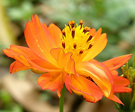 位圖 植物攝影 寫(xiě)實(shí)花卉 花朵 數(shù)碼照片 免費(fèi)素材