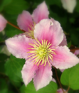 位圖 植物攝影 寫(xiě)實(shí)花卉 花朵 數(shù)碼照片 免費(fèi)素材