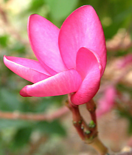 位圖 植物攝影 寫實花卉 花朵 數(shù)碼照片 免費素材
