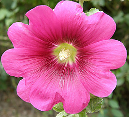 位圖 植物攝影 寫實(shí)花卉 花朵 數(shù)碼照片 免費(fèi)素材