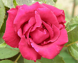 位圖 植物攝影 寫實(shí)花卉 花朵 月季花 免費(fèi)素材