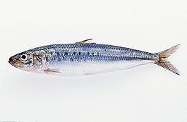 魚圖片