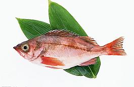 魚圖片