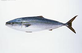 魚圖片