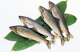 魚圖片