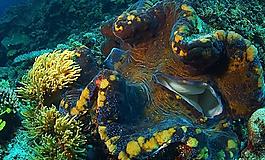 海底世界圖片
