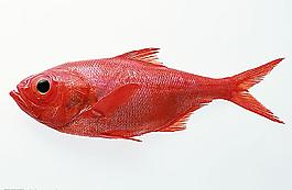 魚圖片