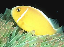 魚圖片