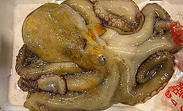 章魚圖片