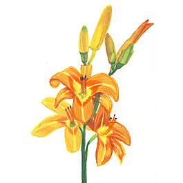 位圖 植物 寫(xiě)意花卉 花朵 百合 免費(fèi)素材