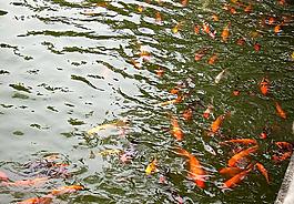 魚游春水图片