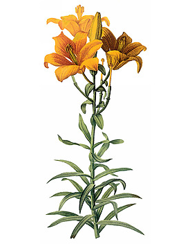 位圖 寫(xiě)實(shí)花卉 藝術(shù)效果 水彩 花卉 免費(fèi)素材