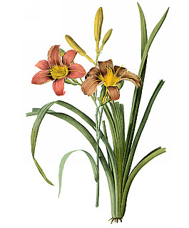 位圖 寫(xiě)實(shí)花卉 藝術(shù)效果 水彩 花卉 免費(fèi)素材