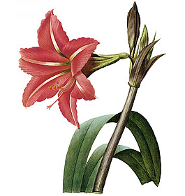 位圖 寫(xiě)實(shí)花卉 藝術(shù)效果 水彩 花卉 免費(fèi)素材