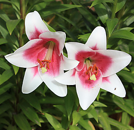 位圖 植物攝影 寫實(shí)花卉 花朵 百合 免費(fèi)素材