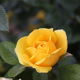 位圖 植物攝影 寫(xiě)實(shí)花卉 花朵 玫瑰 免費(fèi)素材