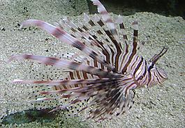 特別的海洋魚圖片