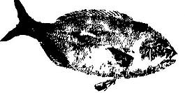 水墨畫(huà)的魚(yú)圖片