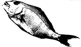 魚(yú)水墨畫(huà)圖片