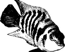 魚(yú)的水墨畫(huà)圖片