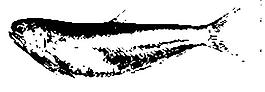 魚(yú)的水墨畫(huà)圖片