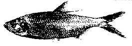 水墨畫(huà)魚(yú)圖片