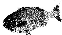水墨畫(huà)的魚(yú)圖片