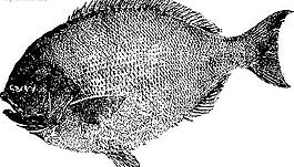 魚(yú)的水墨畫(huà)圖片