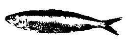 魚(yú)的水墨畫(huà)圖片