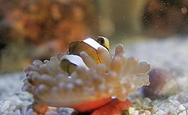 小丑魚與海葵共生圖片