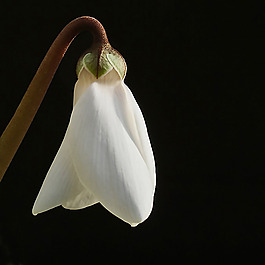 位圖 植物攝影 寫實(shí)花卉 花朵 數(shù)碼照片 免費(fèi)素材