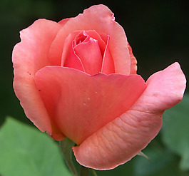 位圖 植物攝影 寫實(shí)花卉 花朵 玫瑰 免費(fèi)素材