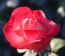 位圖 植物攝影 寫實(shí)花卉 花朵 玫瑰 免費(fèi)素材