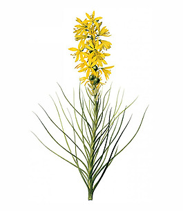 位圖 寫(xiě)實(shí)花卉 藝術(shù)效果 水彩 花卉 免費(fèi)素材