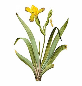 位圖 寫(xiě)實(shí)花卉 藝術(shù)效果 水彩 花卉 免費(fèi)素材