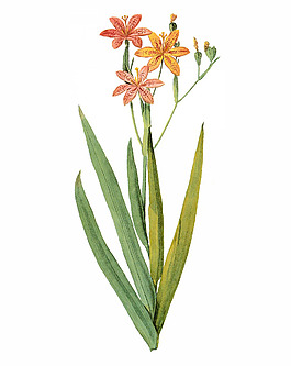 位圖 寫(xiě)實(shí)花卉 藝術(shù)效果 水彩 花卉 免費(fèi)素材