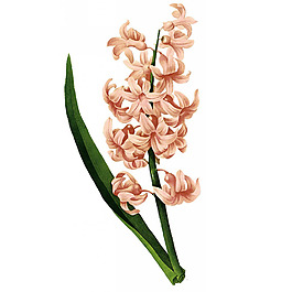 位圖 寫(xiě)實(shí)花卉 藝術(shù)效果 水彩 花卉 免費(fèi)素材