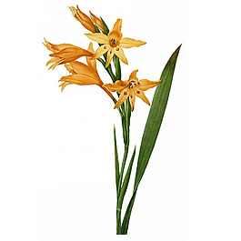 位圖 寫(xiě)實(shí)花卉 藝術(shù)效果 水彩 花卉 免費(fèi)素材