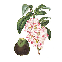 位圖 寫(xiě)實(shí)花卉 藝術(shù)效果 水彩 花卉 免費(fèi)素材