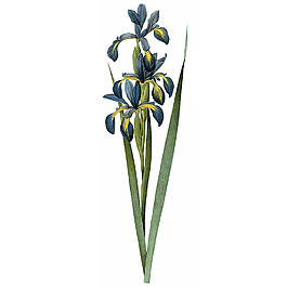 位圖 藝術(shù)效果 水彩 花卉 免費(fèi)素材