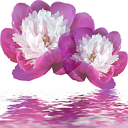 水中花卉