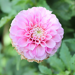 位圖 植物攝影 寫實花卉 花朵 數(shù)碼照片 免費素材