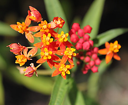 位圖 植物攝影 寫(xiě)實(shí)花卉 花朵 數(shù)碼照片 免費(fèi)素材