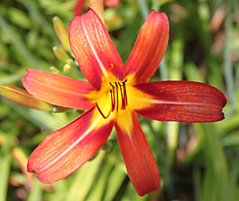 位圖 植物攝影 寫實(shí)花卉 花朵 百合 免費(fèi)素材