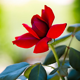 位圖 植物攝影 寫實(shí)花卉 花朵 玫瑰 免費(fèi)素材