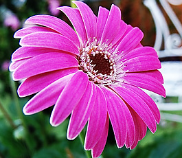位圖 植物攝影 寫實(shí)花卉 花朵 菊花 免費(fèi)素材