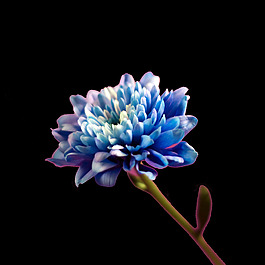 位圖 植物攝影 寫實(shí)花卉 花朵 數(shù)碼照片 免費(fèi)素材