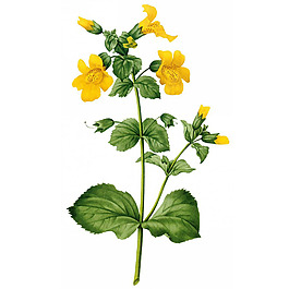 位圖 藝術(shù)效果 水彩 花卉 免費(fèi)素材