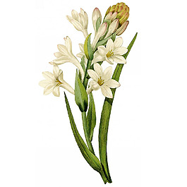 位圖 藝術(shù)效果 水彩 花卉 免費(fèi)素材
